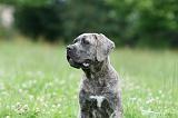 CANE CORSO 1000
